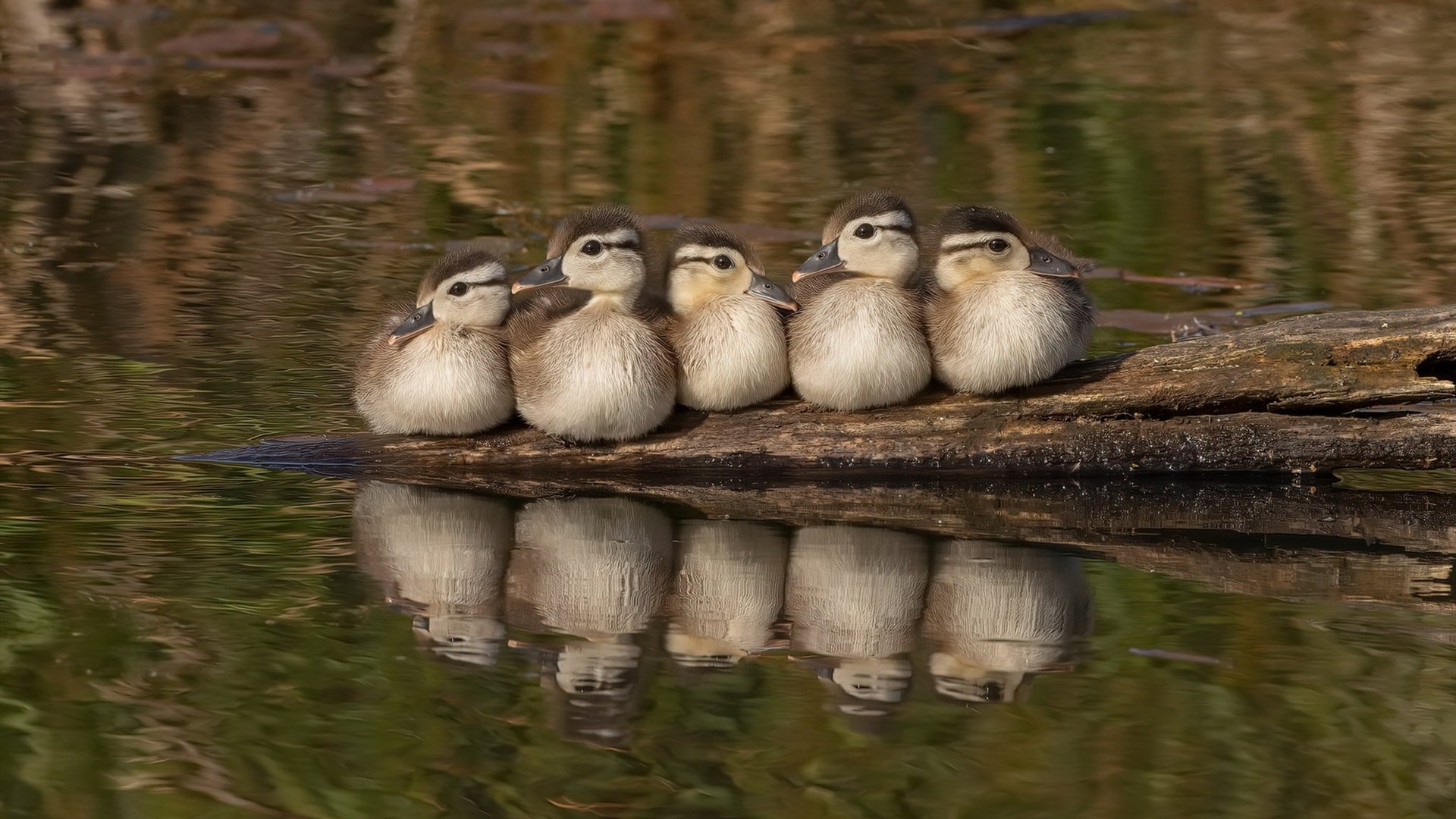 塞维利亚节奏掌控加拿大，西决生死战的战术焦点