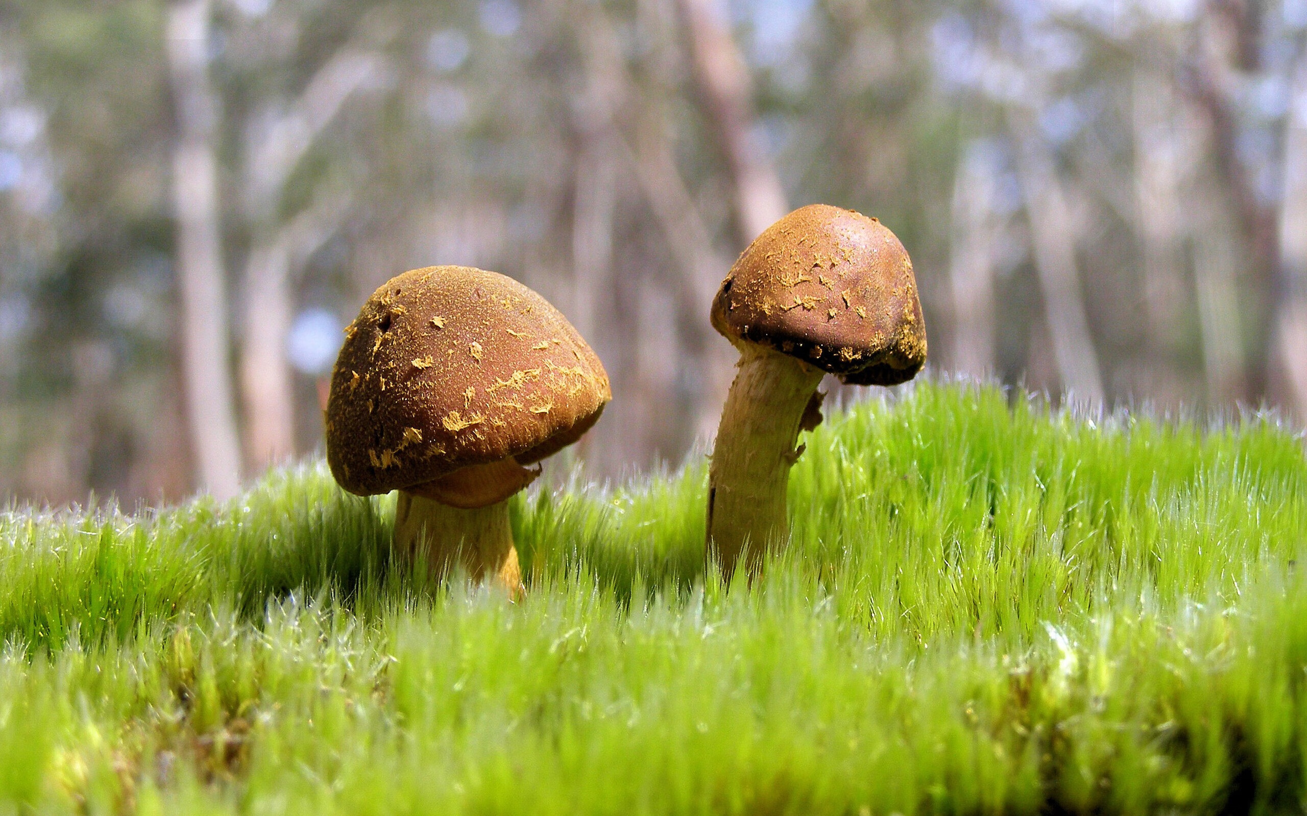 年度焦点之战，国际米兰绝境反击，惊险力克拜仁慕尼黑